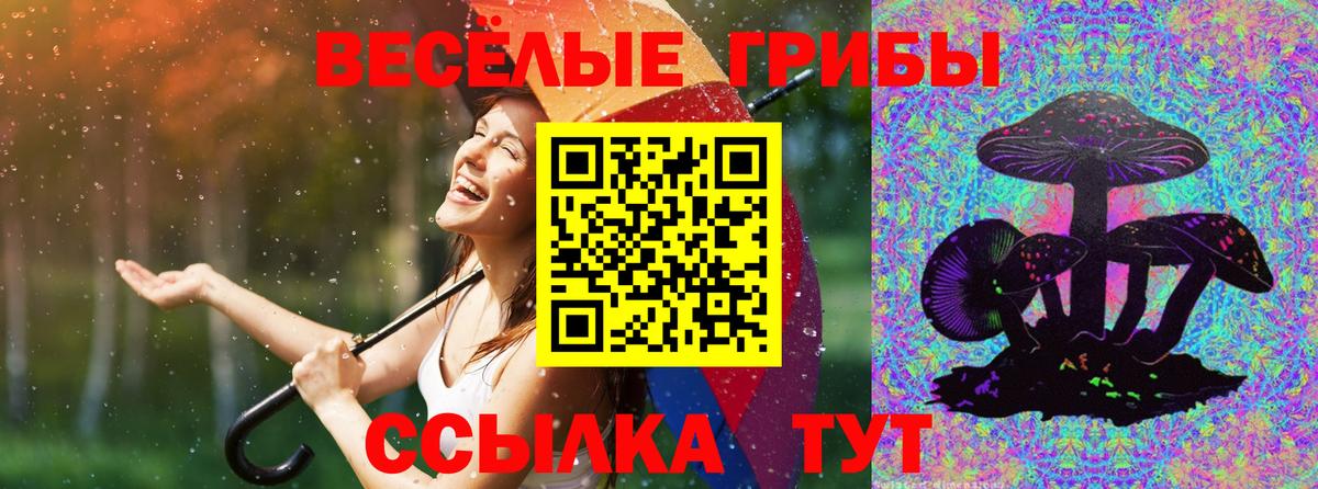 Псилоцибиновые грибы прущие грибы  Клин  Галлюциногенные грибы GOLDEN TEACHER 